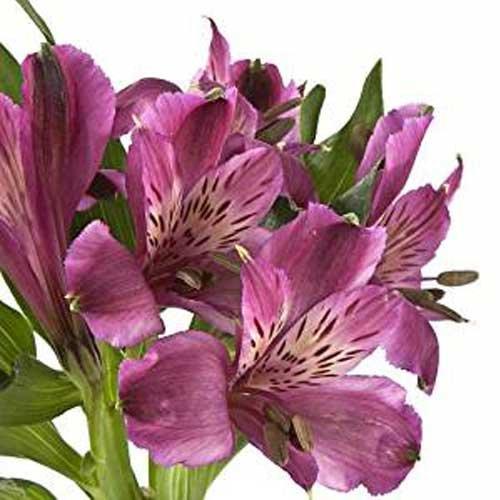 Algopix Similar Product 8 - Blooms2Door Wholesale Alstroemeria 70