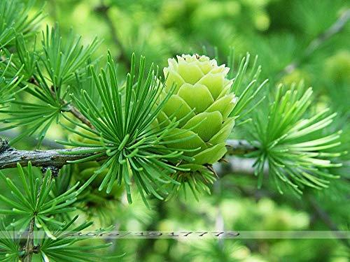 Algopix Similar Product 1 - ENVIDESO  Larix gmelinii Seed Bonai