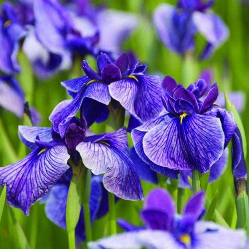 Algopix Similar Product 8 - Bloomsz Marginal Bog Plant Iris Ensata