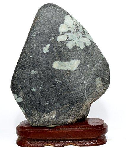 Algopix Similar Product 1 - 6 26LB Natural Chrysanthemum Stone on