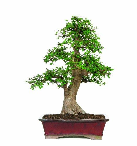 Algopix Similar Product 14 - Brussel's Chinese Elm