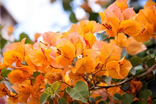 Algopix Similar Product 20 - Orange Bougainvillea  Everblooming 