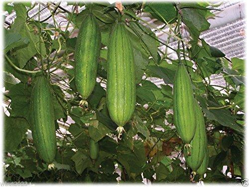 Algopix Similar Product 9 - 