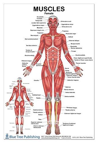 Algopix Similar Product 12 - Muscles Female Poster 1217inch for