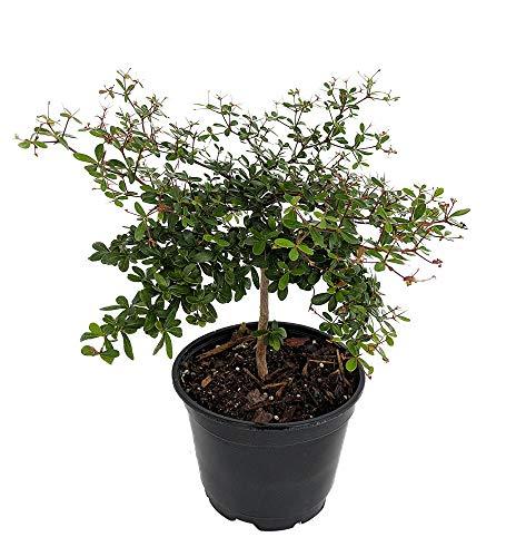 Algopix Similar Product 12 - Dwarf Black Olive Tree  Indoors or Out
