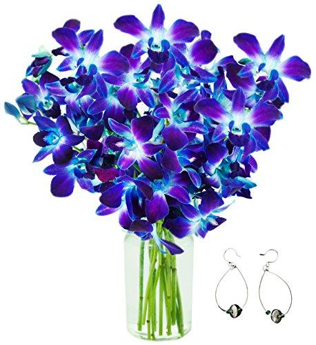 Algopix Similar Product 17 - KaBloom Exotic Blue Sapphire Orchids