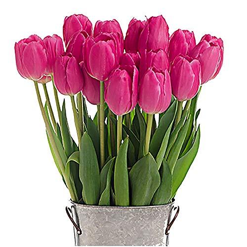 Algopix Similar Product 20 - Stargazer Barn  Barcelona Tulip