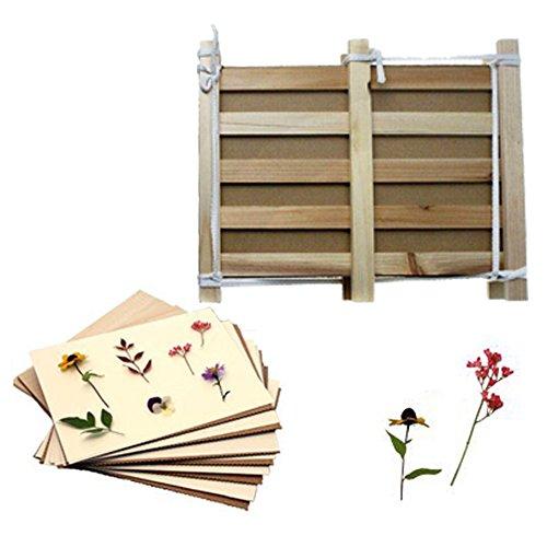 Algopix Similar Product 19 - DoerGear Pine Wood Herbarium  Plant 
