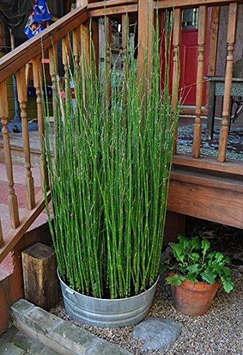 Algopix Similar Product 5 - 10 x Live Equisetum Horsetail Plants