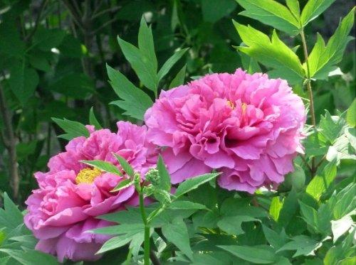 Algopix Similar Product 4 - Hanakisoi Japanese Tree Peony Perennial