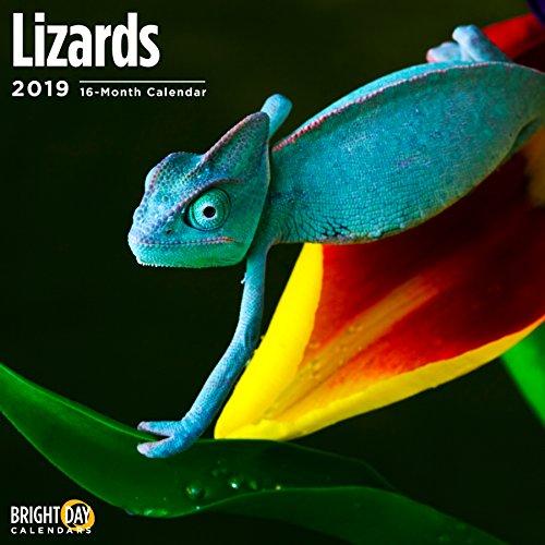 Algopix Similar Product 1 - Lizards 2019 16 Month Wall Calendar 12