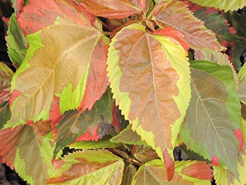 Algopix Similar Product 8 - Hort Couture Acalypha Jungle Cloak 70mm