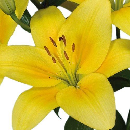 Algopix Similar Product 13 - Blooms2Door 50 Stems of Yellow LA