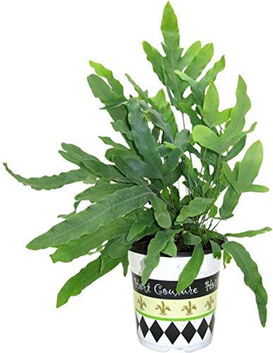 Algopix Similar Product 2 - Hort Couture Phlebodium Fashionista
