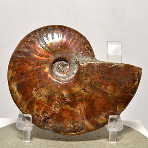 Algopix Similar Product 9 - HQRP-Crystal Red Flash Ammonite (AA4)