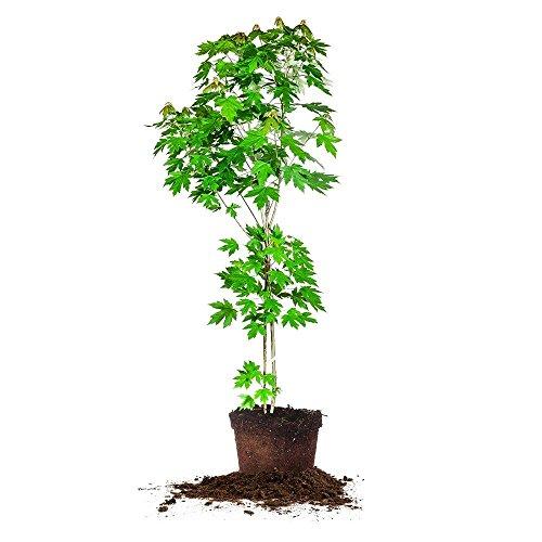 Algopix Similar Product 5 - Autumn Blaze Maple  Size 34 ft Live