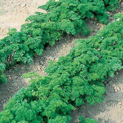 Algopix Similar Product 15 - Parsley Banquet Seeds  Untreated Herb