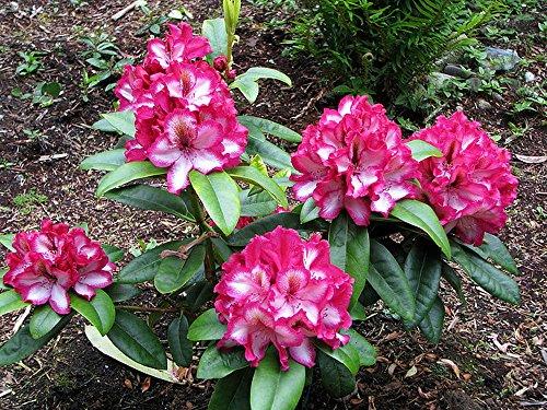 Algopix Similar Product 11 - Pomegranate Splash Rhododendron  A Wow