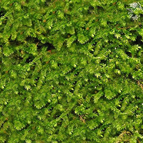 Algopix Similar Product 18 - Luffy Wild Christmas Moss