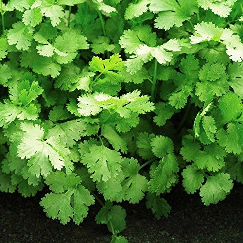 Algopix Similar Product 10 - Cilantro Santo Seeds  Untreated Herb