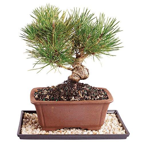 Algopix Similar Product 10 - Brussels Live Japanese Black Pine
