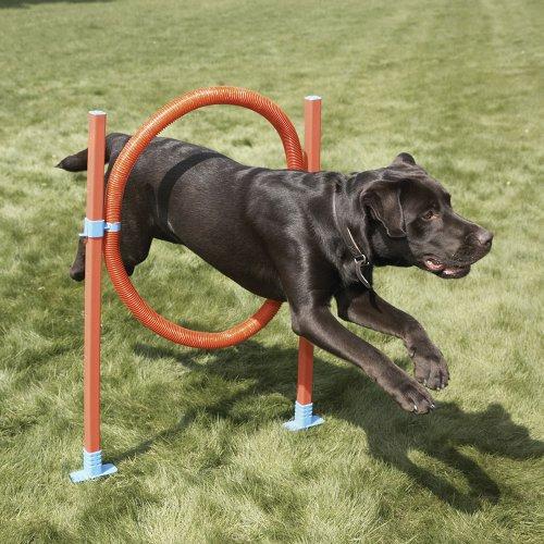 Algopix Similar Product 1 - Lixit Dog Agility Closed Tunnel  16