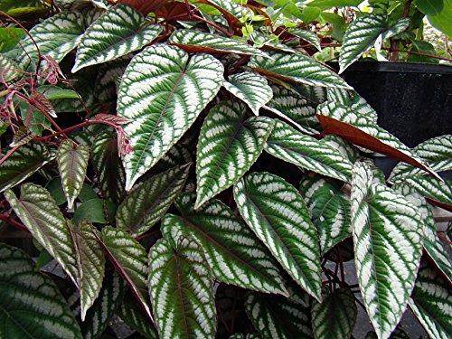 Algopix Similar Product 15 - Rex Begonia Vine  Cissus Discolor 