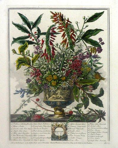 Algopix Similar Product 19 - Twelve Months of Flowers set of 12