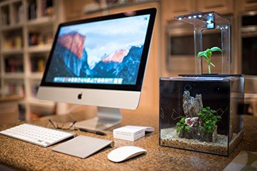Algopix Similar Product 13 - EcoQubeC Aquarium  Desktop Betta Fish