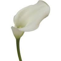 Algopix Similar Product 20 - Bulk Mini Callas | White | 100