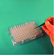 Algopix Similar Product 6 - Procrystal Protein Crystallization