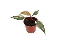 Algopix Similar Product 9 - Philodendron Pink Princess 4 from