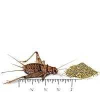 Algopix Similar Product 12 - Joshs Frogs 34 GUTLOADED Banded