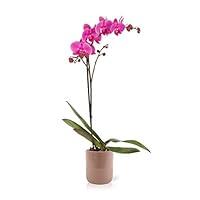 Algopix Similar Product 17 - Color Orchids Live Blooming Single Stem