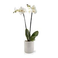Algopix Similar Product 6 - Color Orchids Live Double Stem