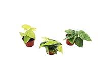 Algopix Similar Product 6 - Three HeartShaped Philodendrons  4