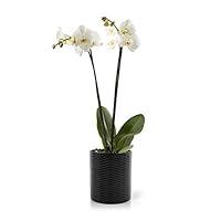 Algopix Similar Product 18 - Color Orchids Live Holiday Blooming