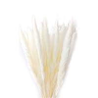 Algopix Similar Product 7 - 60 Stems Natural Dry Flowers Small