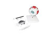 Algopix Similar Product 5 - Anatomy Human Eye with Sclera Model by