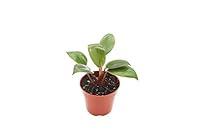 Algopix Similar Product 18 - Philodendron Red Back  4 from