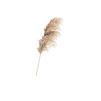 Algopix Similar Product 8 - 20 Pcs Dried Plants Pampas Grass