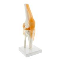 Algopix Similar Product 3 - MonMed Life Size Human Knee Joint Model