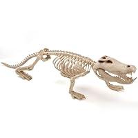 Algopix Similar Product 1 - JOYIN 28 Halloween Skeleton Crocodiles