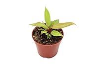 Algopix Similar Product 17 - Philodendron Prince of Orange  4 Pot