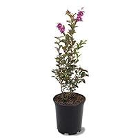 Algopix Similar Product 3 - Black Diamond Crape Myrtle Tree