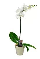 Algopix Similar Product 9 - White Phalaenopsis Orchid Plant 1824