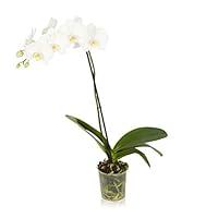 Algopix Similar Product 5 - Color Orchids AMZ1101GP1W Single Stem