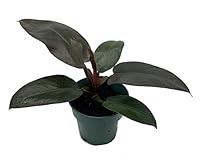 Algopix Similar Product 20 - Rare Black Cardinal Philodendron 4 Pot