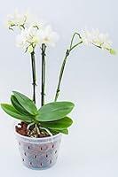 Algopix Similar Product 16 - DAN Market 55 inch Orchid Pots with