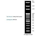 Algopix Similar Product 4 - 100bp DNA Ladder DNA Marker for DNA RNA